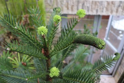 Wollemia nobilis - wolemie vznešená - samčí a samičí šištice (2)